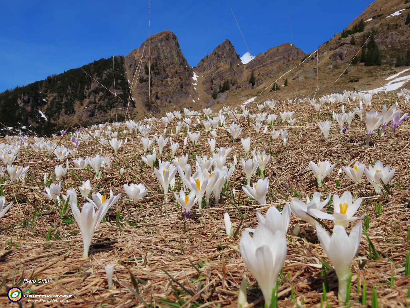 22 Al Monte Campo primi Crocus vernus con vista sui Tre Pizzi .JPG